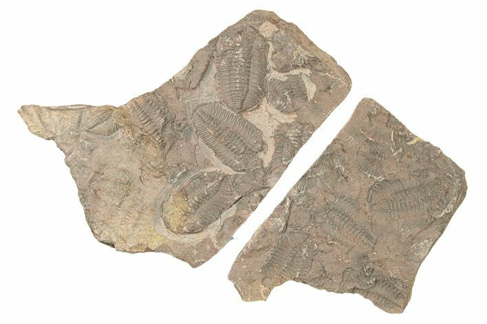 Ordovician Trilobite Mortality Plate (Pos/Neg) - Morocco #267464